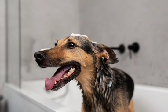 How to Choose the Right Shampoo for Your Dogs