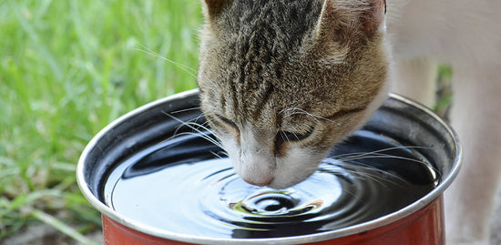 How To Help Your Cat Drink More Water In Summers