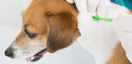How to Identify and Remove Ticks from Your Dog | Supertails