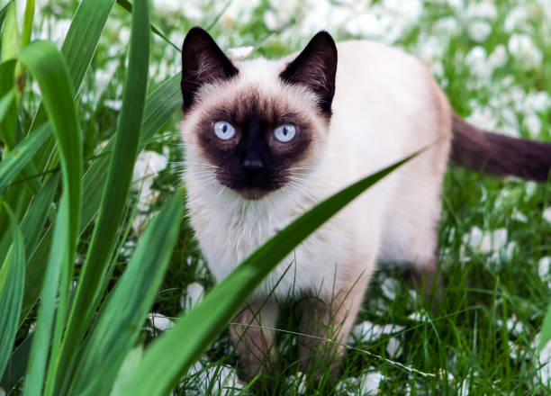 10 Fluffy Cat Breeds