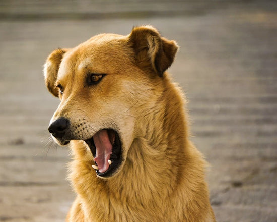 Kennel Cough in Dogs: Symptoms, Treatments & Prevention