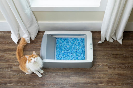 Litter Box Placement: Finding the Ideal Spot in Your Home