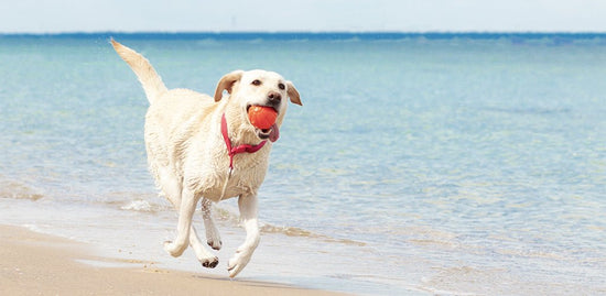 Make Your Dog Summer Ready With These Grooming Tips