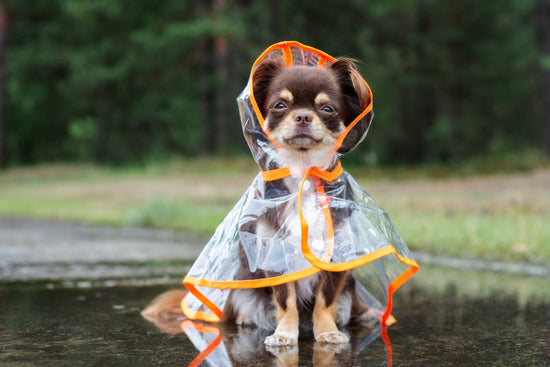 Monsoon Skin Issues in Dogs: How to Keep Your Pets Healthy