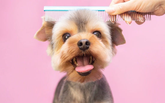 Preventing Excessive Shedding In Dogs: A Complete Guide