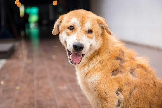 Scabies in Dogs: Causes, Symptoms, Treatment and Prevention