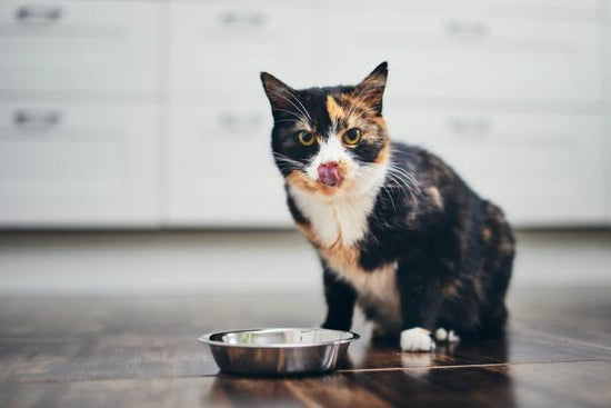 The Benefits of Salmon Oil Supplements for Cats: A Comprehensive Guide