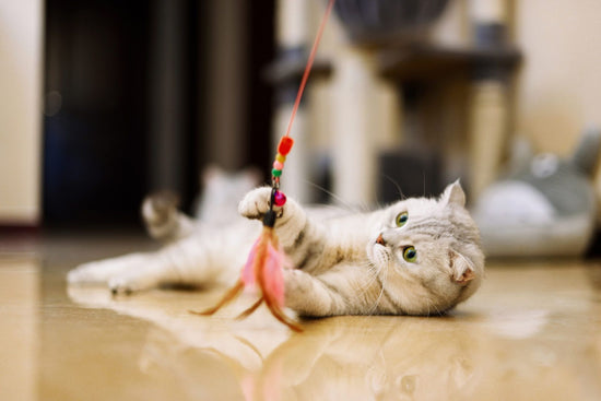 The Best Cat Toys for Active Playtime