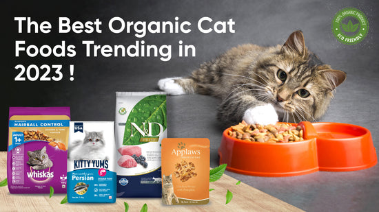 The Best Organic Cat Foods Trending in 2023