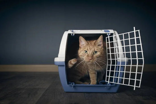 The Cat Carrier Conundrum: Tips for Stress-Free Travel Experiences