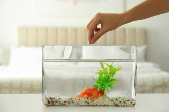 The Ultimate Guide to Feeding Your Aquarium Fish