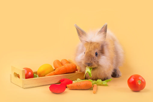 The Ultimate Guide to Rabbit Food: Tips for a Healthy and Balanced Diet<