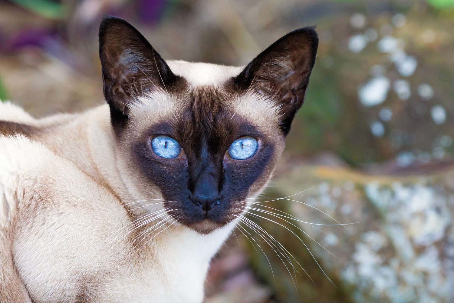 Top 20 Most Popular Cat Breeds – Forbes Advisor