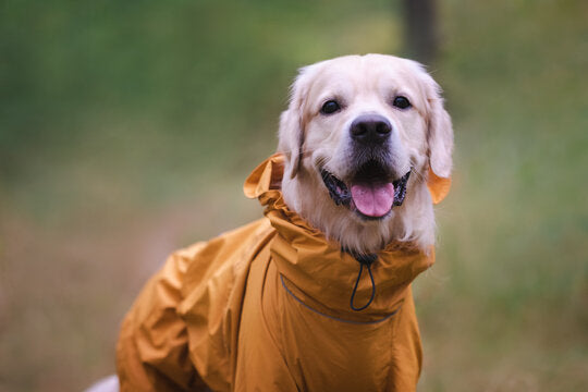 Top 5 Reasons Why Your Dog Needs a Raincoat