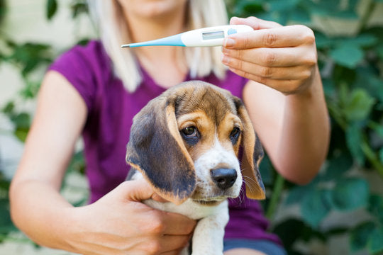 Understanding Dog Fever: Symptoms, Care, and Prevention