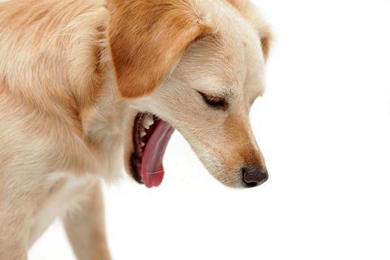Understanding Dog Vomiting: Causes, Symptoms and Treatment
