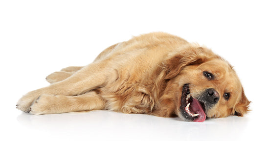 Understanding Seizures in Dogs: Causes, Symptoms, and Care