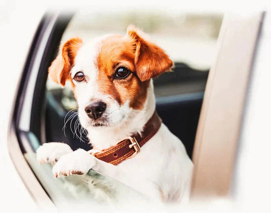 Ways of Making Your Pet Feel Safe in the Car