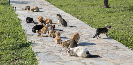 What to feed feral cats