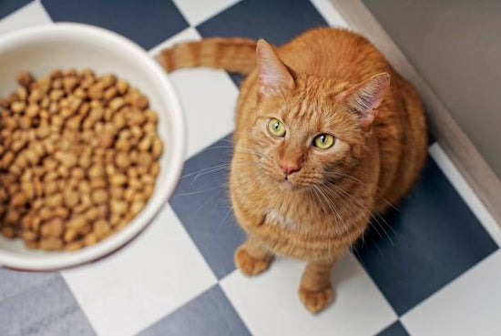 When to switch from kitten food to cat food