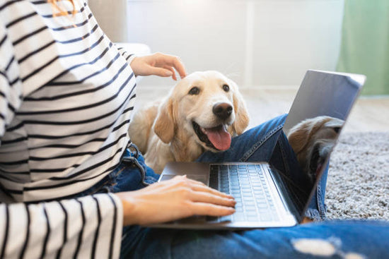 Why Buy Dog Supplies from an Online Pet Shop