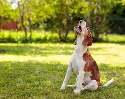 Why do dogs Howl?