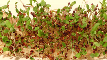 Alfalfa kweken als microgroente is eenvoudig. Geef alleen af en toe wat water.