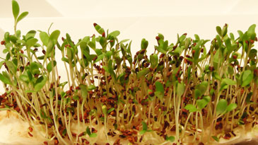 Oogst alfalfa in 7 tot 8 dagen door het plantje net boven de wortel af te knippen.