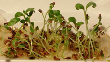 Kweek fenegriek in 10 tot 14 dagen en oogst het plantje door het net boven de wortel af te knippen.