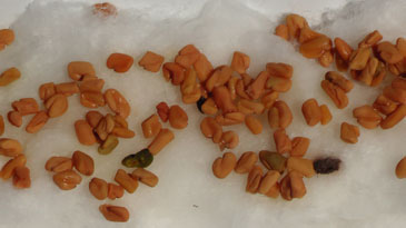 Zaai de fenegriek zaden over de voedingsbodem heen en houd de zaadjes goed vochtig.