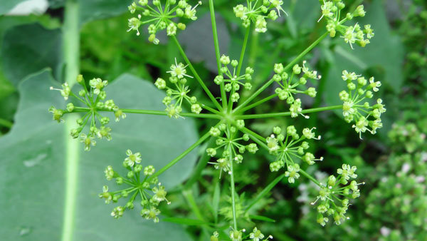 Koriander bloemen.