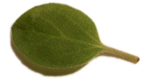 Oregano gezond