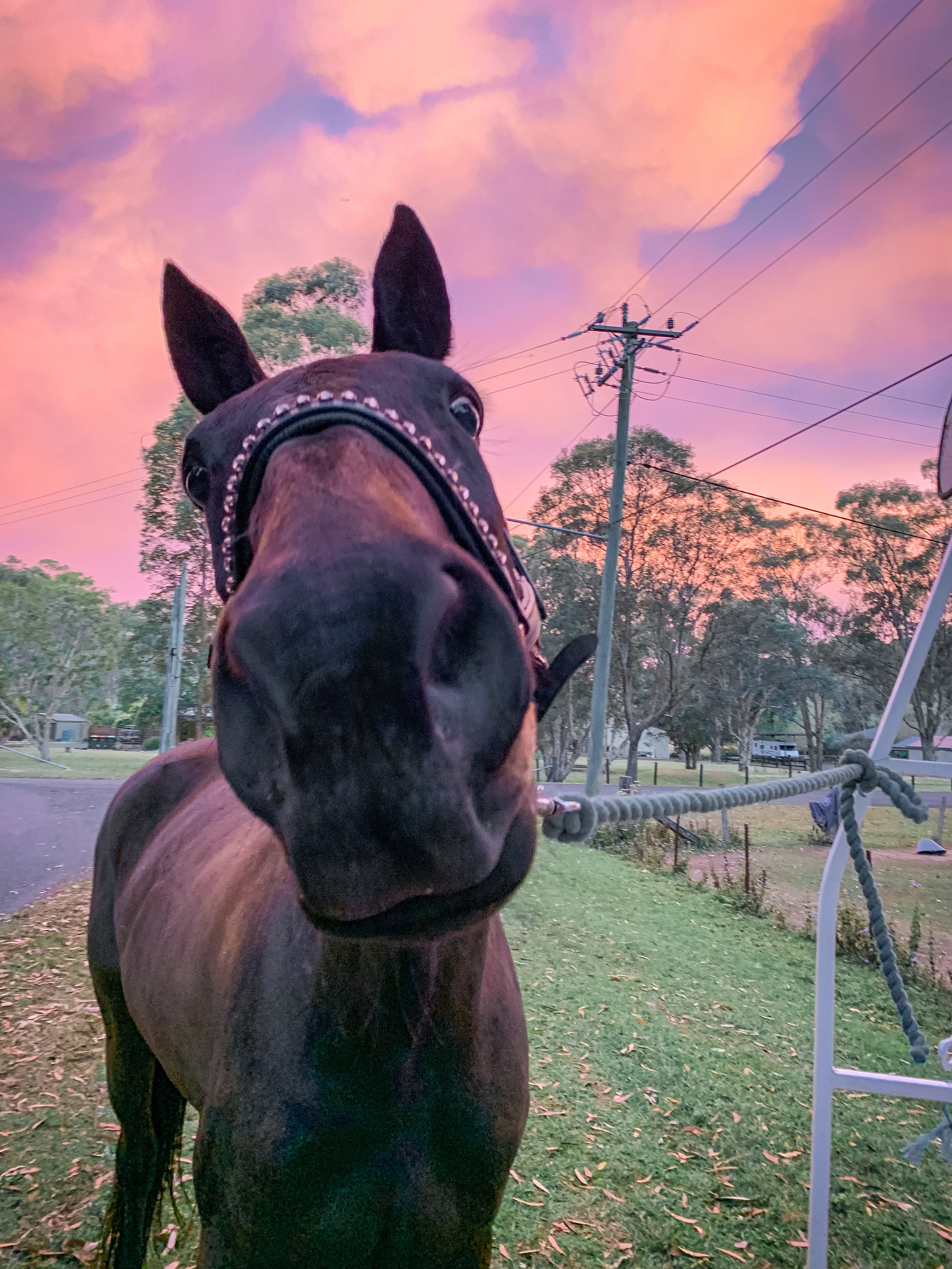 cute horse | sunset | horse |