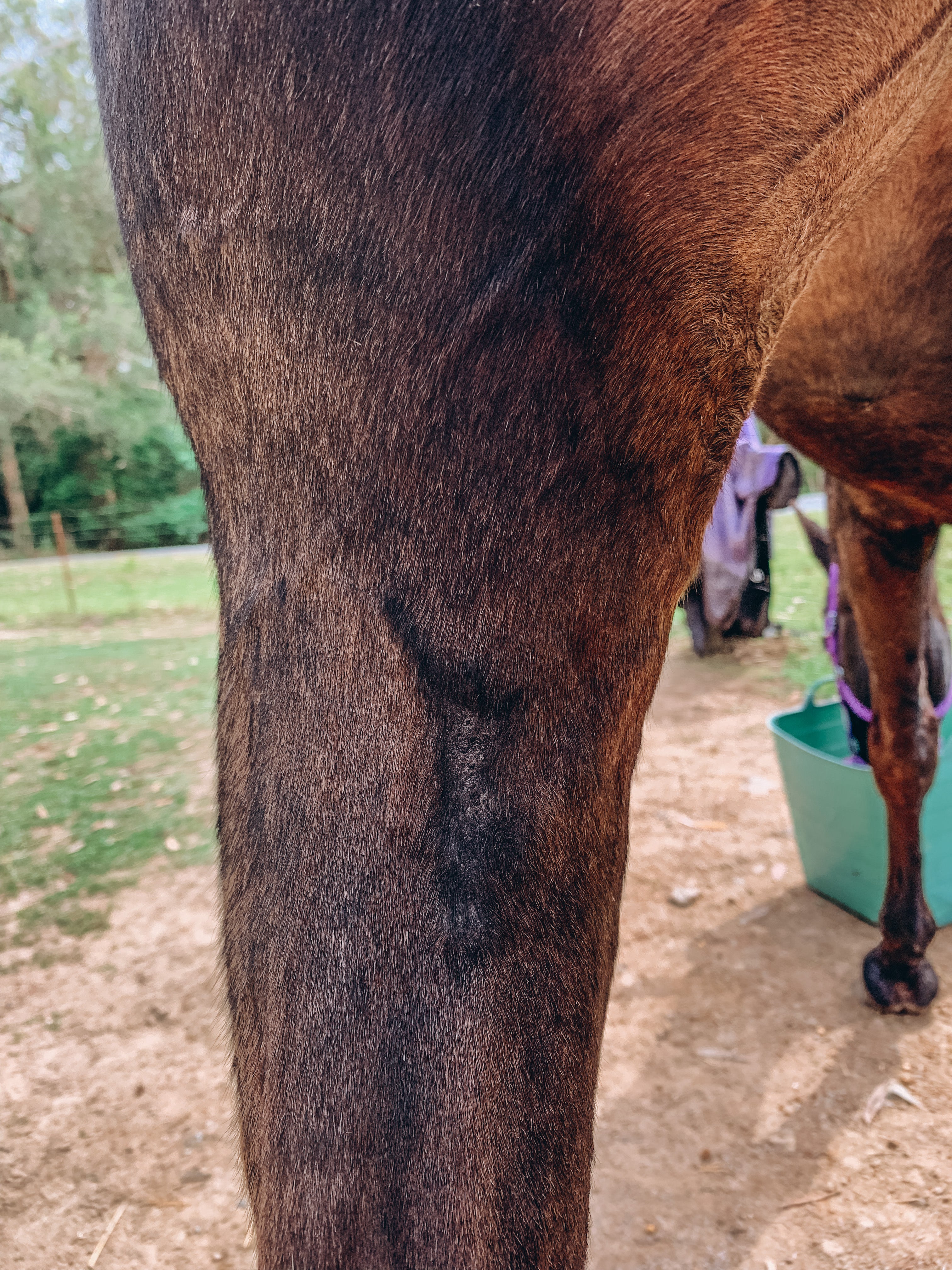 Horse wound scar