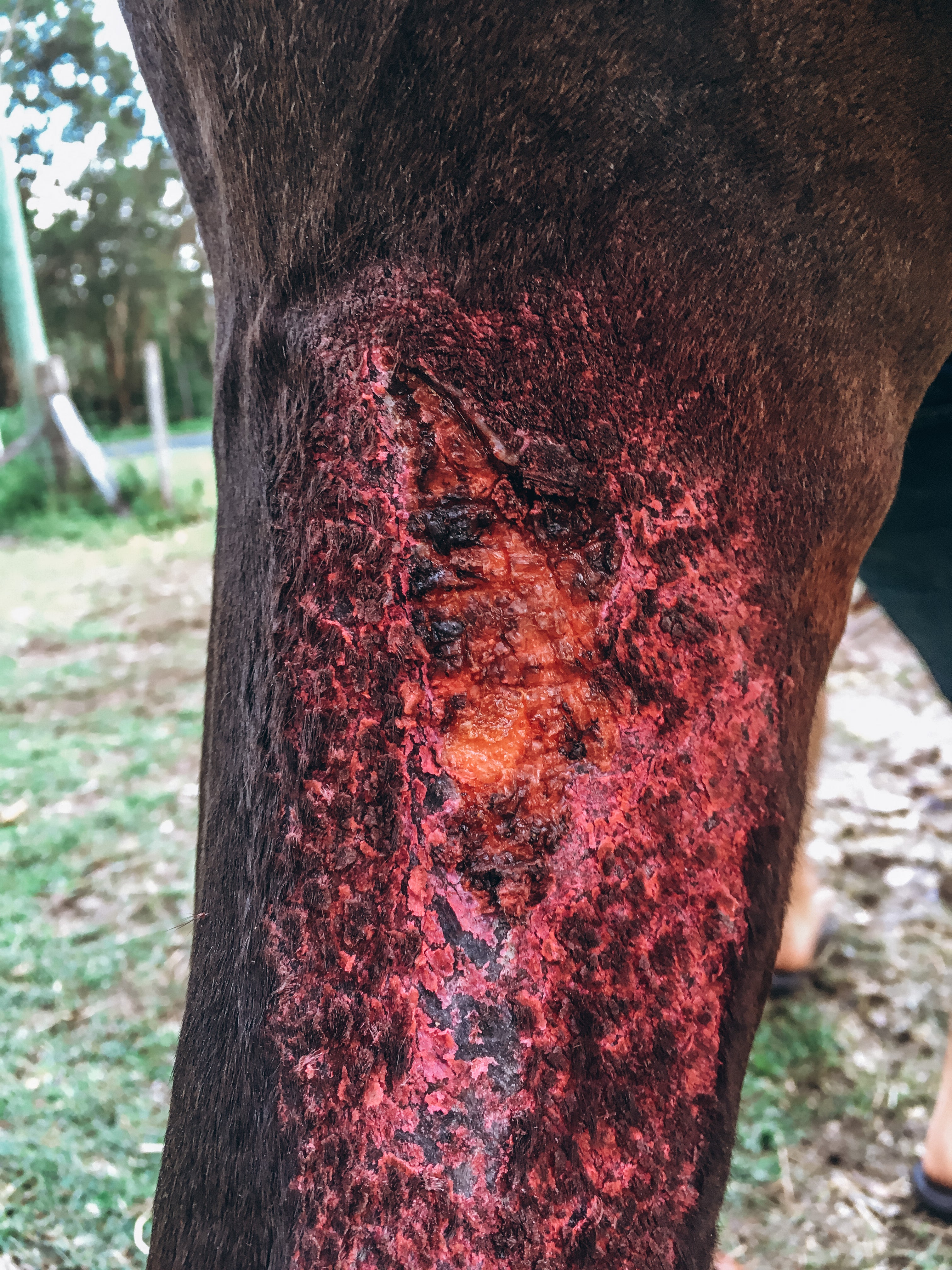 Horse wound healing