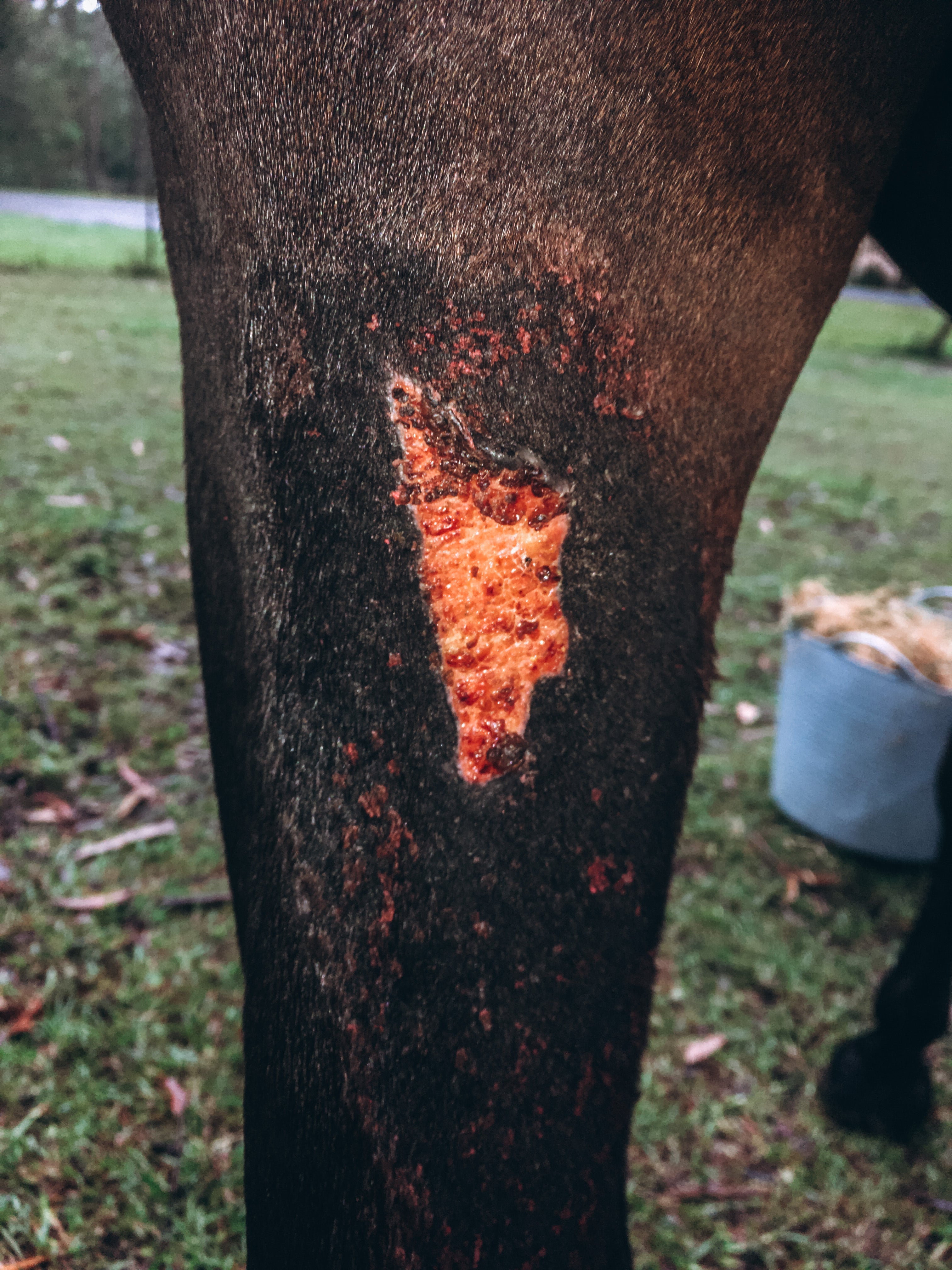 horse wound healing