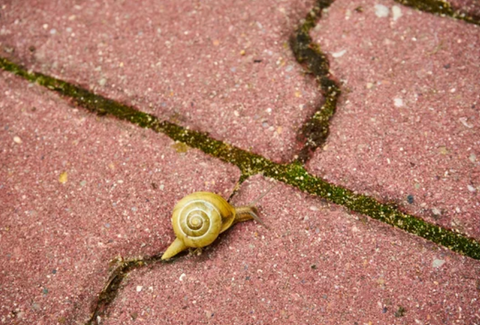 paving stones moss fungi removal