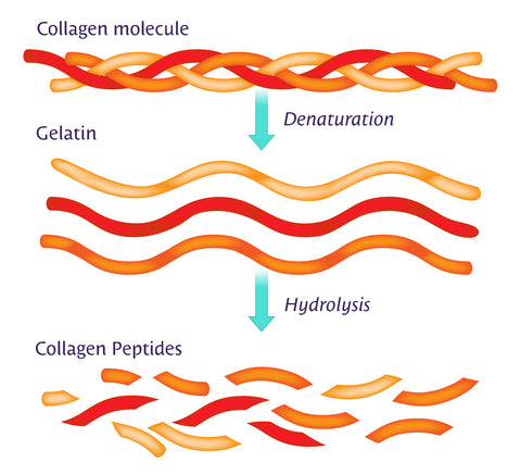 Collagen hydrolysis