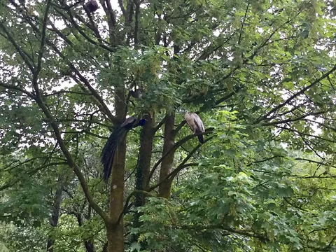 peafowl perched a sycamore tree