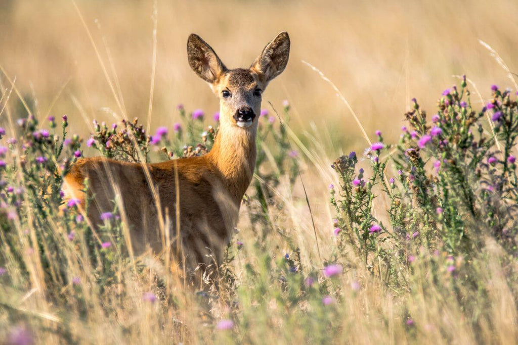 Natural deer repellent