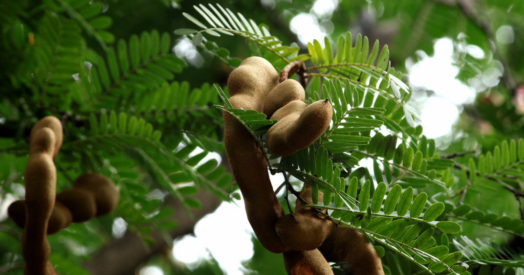 Tamarind growing from a tree