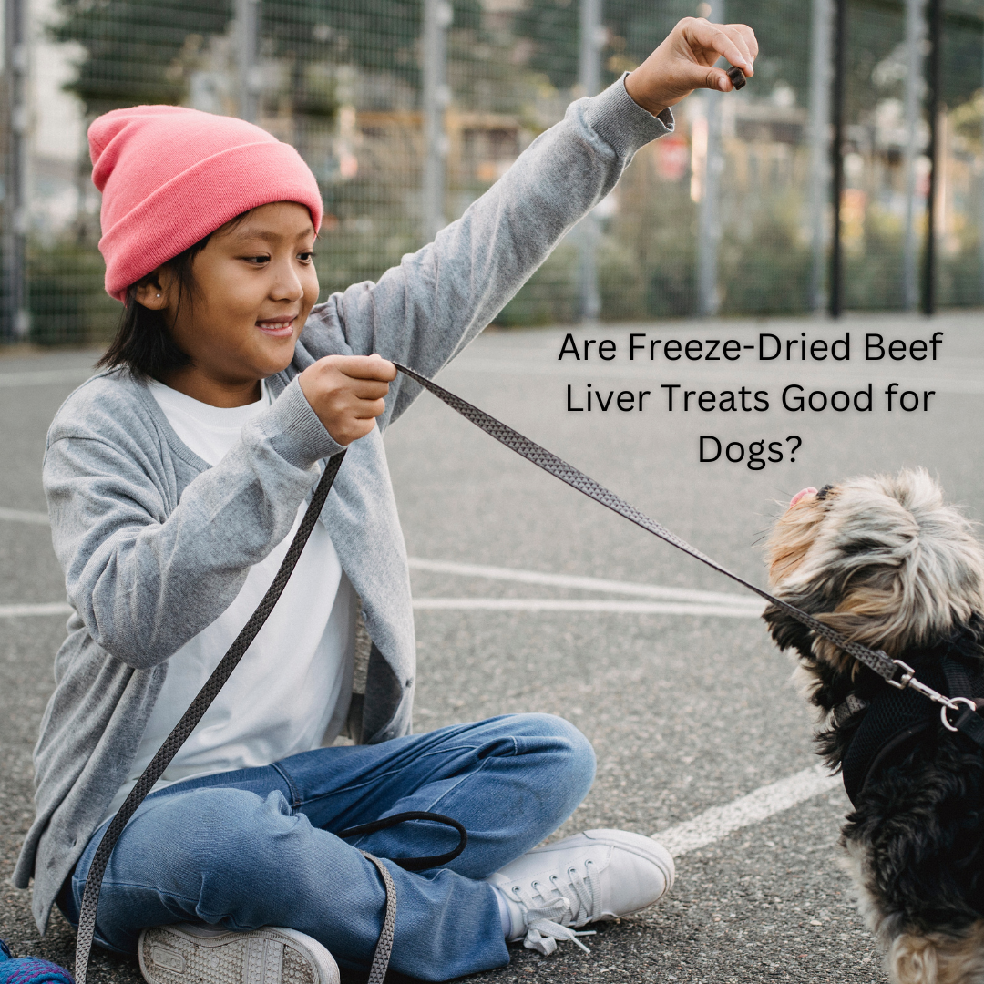 Are Freeze-Dried Beef Liver Treats Good for Dogs? Image of young child training dog, Maiden Montana Pet Treats