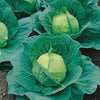 Cabbage the conscious seed uk seeds grow your own