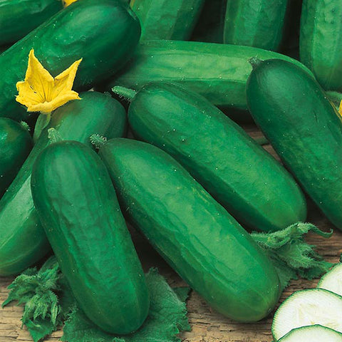 Grow Your Own Cucumber. UK. Pots & Containers. Sow February. Non-Gmo Cucumber Seeds