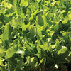 Lettuce the conscious seed uk seeds grow your own