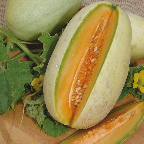 Grow Your Own Melon Uk. Melon Melba Seeds. Non-Gmo. Fresh