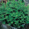 Mint Herb Garden the conscious seed uk seeds grow your own
