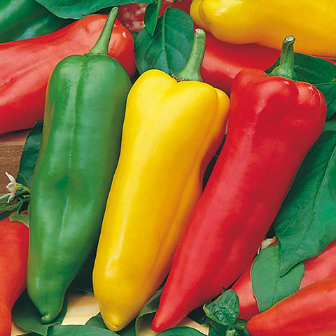 Grow Your Own Sweet Peppers. Pepper Seeds. UK. Pots & Containers. Non-Gmo