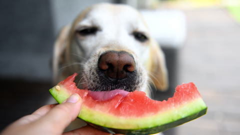 blonde dog eating a slice of watermelon