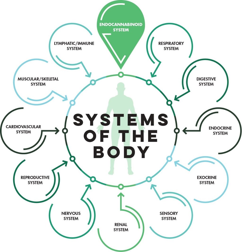 Human body systems. What is ECS? What is the endocannabinoid system?